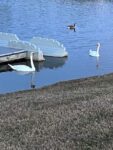 swans