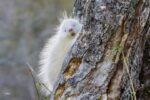 albino-porc