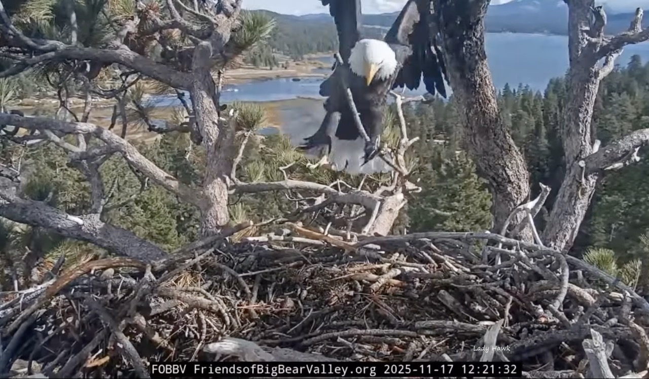 Big Bear Bald Eagles – Shadow Adds a Stick 11/17/25