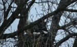 nest25