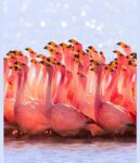 Flamboyance-of-Flamingos