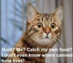 cat-hunt
