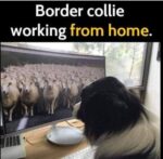 BorderCollie@Home-a
