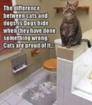 cat-pride