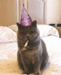 birthday-cat