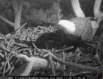 0E.11.28.25bigbneareagle