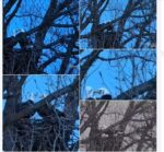 eaglestoday