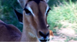 Nice-eyelashes