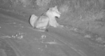 11.30.25lioness