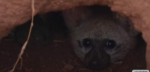 11.30.25peekaboo
