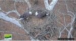 Duke Farms eagle cam live bald eagles nesting