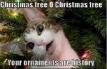 c-mas-cat-history