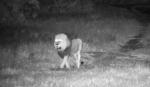 Lion-25