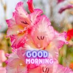 gm