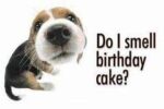 beagle-birthday