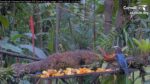 IMG_6480-Copy