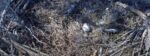 knf-eagls-first-egg-Large