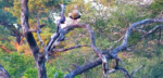 tree-goose