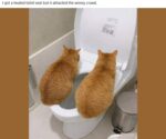 cat-toilet-seat