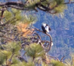 0E.18.25preening