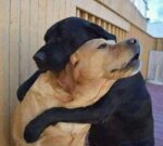 Hug-j