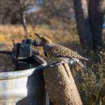 flicker