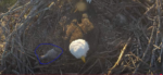 nest