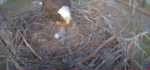 feeding