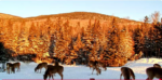 deer-in