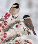 bird-2cc