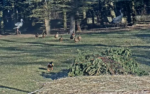 Screenshot-2025-12-29-123906