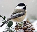bird-2a