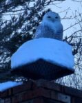 snowy-owl