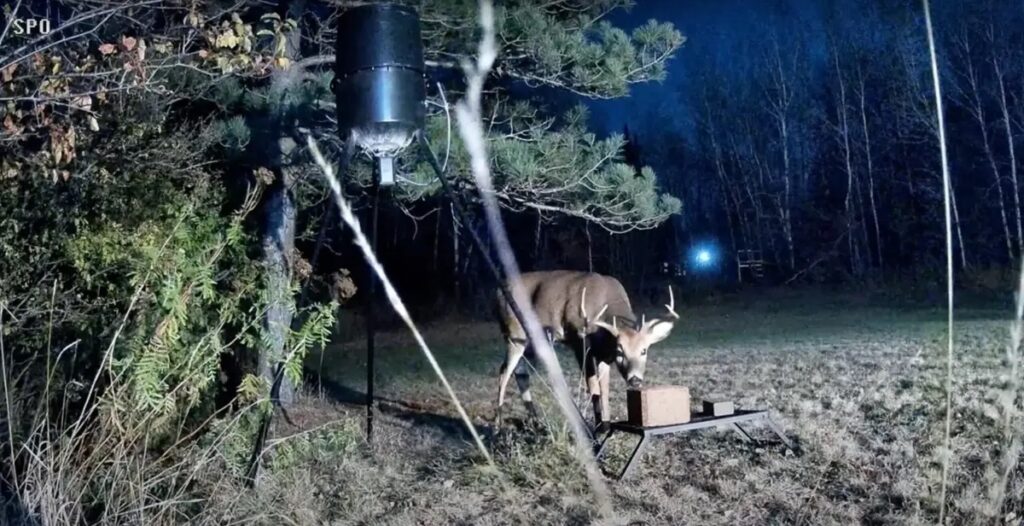 whitetail buck at feeder