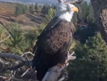 0E.11.30.25bigbeareagle