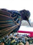 starling-sadagahock-me