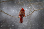 Cardinal-snow-01
