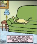 Free-Range-1-1