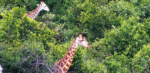 Giraffes