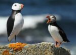 Puffin-2