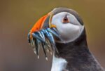 Puffin-3