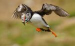 Puffin-4