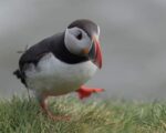 Puffin-1