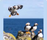 Puffins