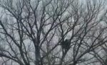 008