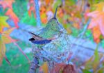 hummingbird_optimized