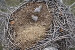 eaglets