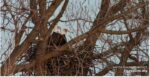 eaglesnow