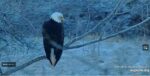 eagles-2026