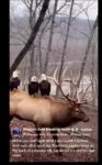 elk